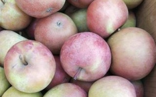 苹果国货的品质如何？（揭秘苹果国货的优劣势）