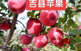 苹果红色的魅力与意义（红色苹果的诱惑与象征）