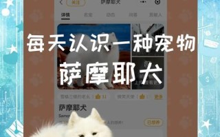 萨摩耶幼犬训练的有效方法（打造快乐宠物生活，享受与萨摩耶互动的乐趣）