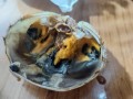 探索苹果48G的功能和性能（一款性的手机产品）