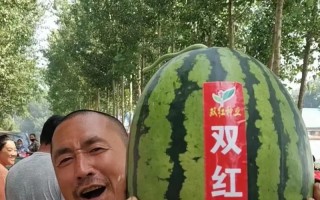 以西瓜影音怎么样？（全方位影音娱乐平台的使用体验分享）
