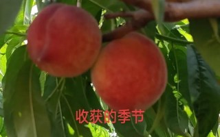 南方电讯（以南方电讯为例，探析中国通信企业在技术与服务方面的突出表现）