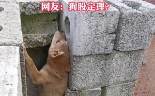 探索苹果6的越狱之道（了解苹果6越狱的方法和风险，解锁更多功能和自由）