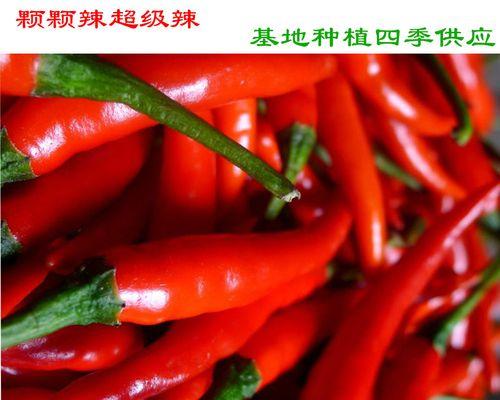 小辣椒红辣椒（魅力四溢，热情如火，小辣椒红辣椒引爆你的味蕾！）-第3张图片-数科之翼