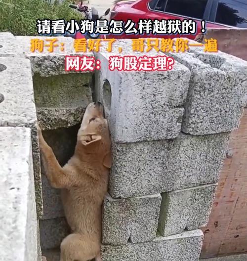 探索苹果6的越狱之道（了解苹果6越狱的方法和风险，解锁更多功能和自由）-第1张图片-数科之翼