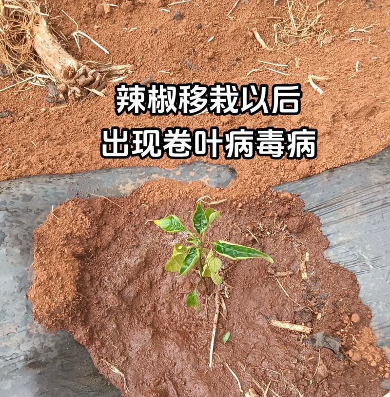 手机病毒的危害与防范（探索手机病毒的传播方式和预防策略）-第2张图片-数科之翼