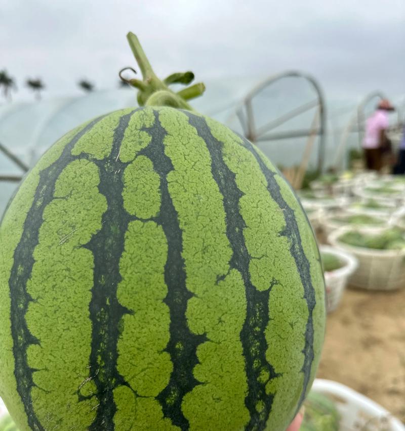 以西瓜影音怎么样？（全方位影音娱乐平台的使用体验分享）-第3张图片-数科之翼