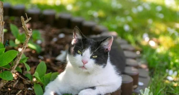 大猫电商（以大猫电商怎么样为例，探讨电商平台的优势和特点）-第2张图片-数科之翼