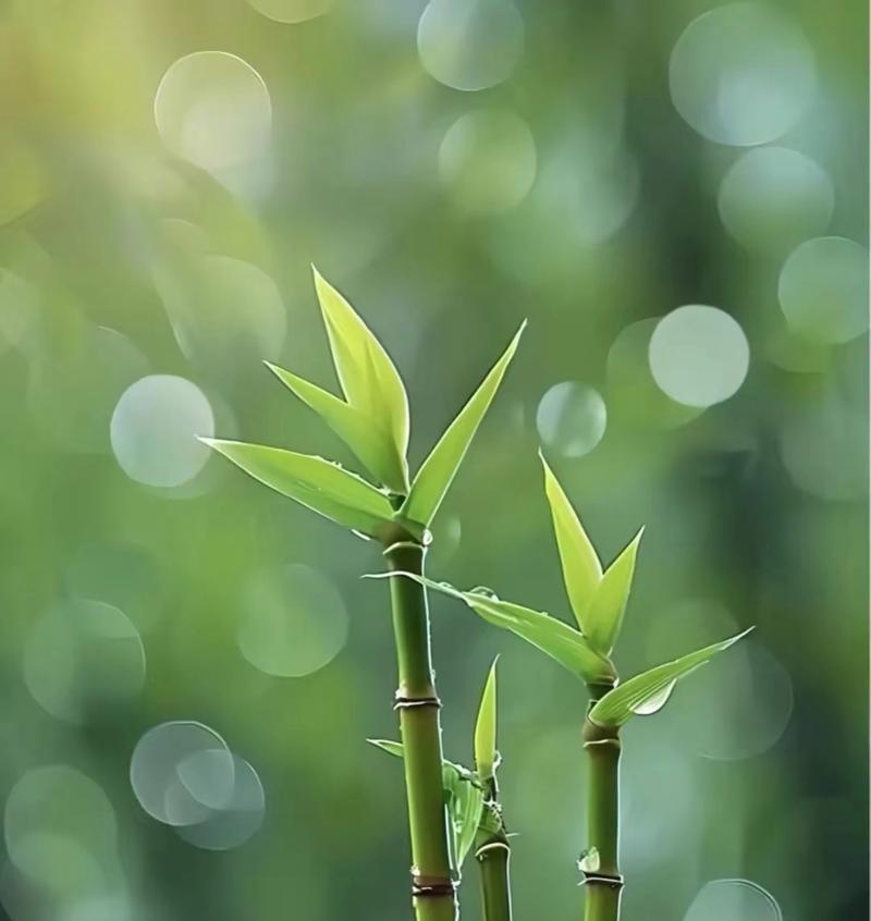 一4五手机（一4五手机的特点及优势，是你的明智选择）-第2张图片-数科之翼