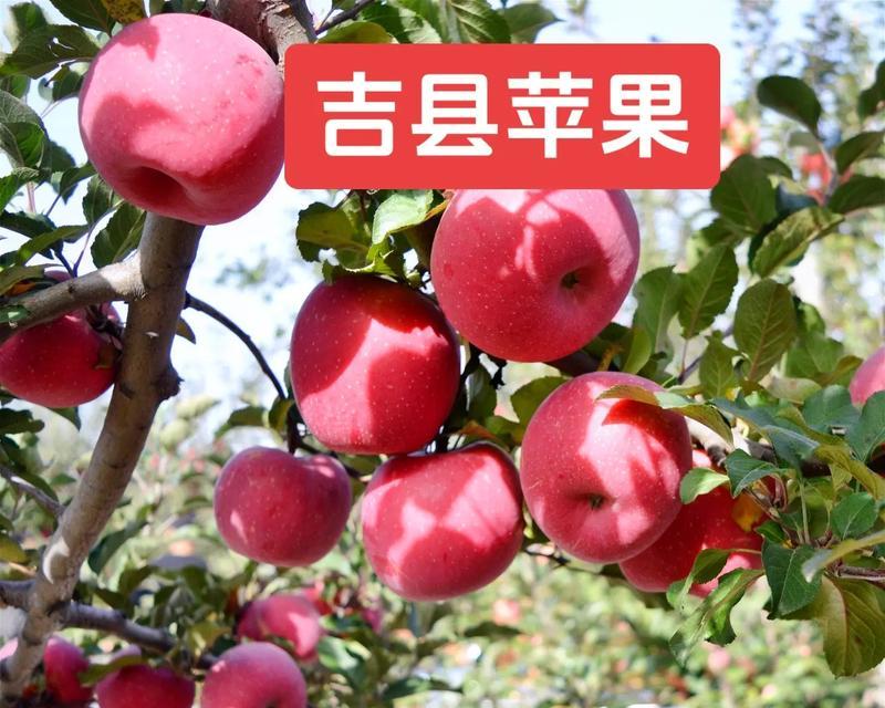 苹果红色的魅力与意义（红色苹果的诱惑与象征）-第1张图片-数科之翼