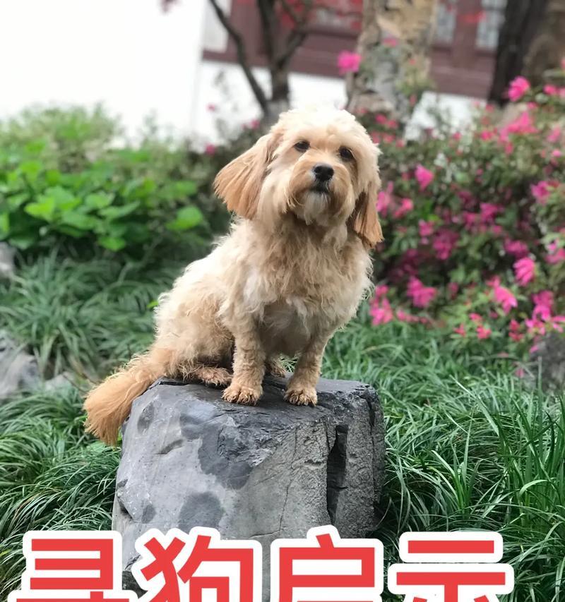 狗喝了可乐会有什么影响？（探究狗喝了可乐的可能后果及应对措施）-第3张图片-数科之翼