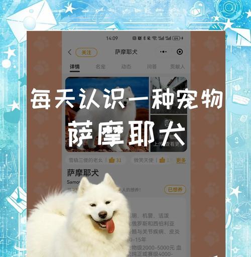 萨摩耶幼犬训练的有效方法（打造快乐宠物生活，享受与萨摩耶互动的乐趣）-第1张图片-数科之翼