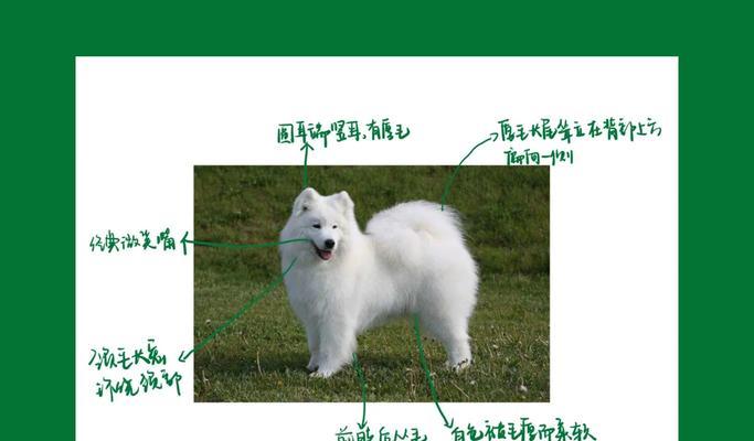 萨摩耶幼犬训练的有效方法（打造快乐宠物生活，享受与萨摩耶互动的乐趣）-第2张图片-数科之翼