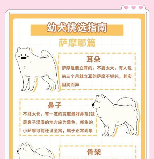 萨摩耶幼犬训练的有效方法（打造快乐宠物生活，享受与萨摩耶互动的乐趣）-第3张图片-数科之翼